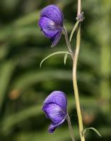  Kusnezoff Monkshood Root 