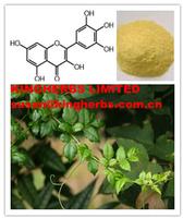 Myricetin