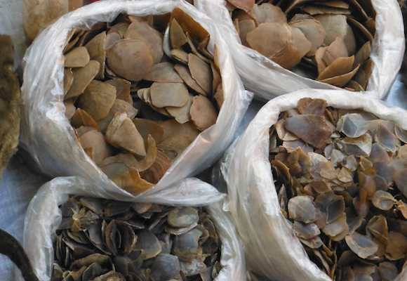 SUN DRIED PANGOLIN SCALES AND DRIED TURTLE