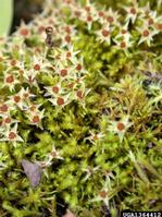 philonotis moss extract