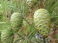 pine bark extract
