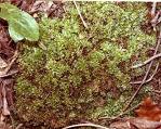 plagiomnium moss extract
