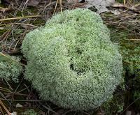 reindeer lichen extract