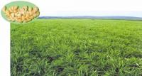 Ginger Extract Powder