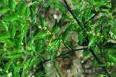 shield lichen extract