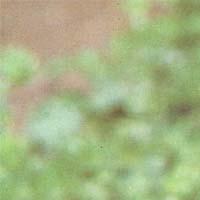 Milk Thistle Extract Powder