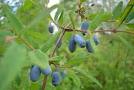 sweetberry honeysuckle extract