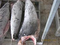 DWT swordfish