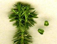  toothed club moss extract 