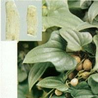 Wild Yam Extract Powder