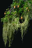 witch's hair lichen extract