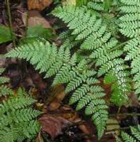 woodfern extract