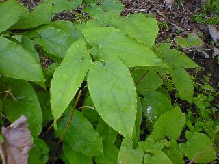 Epimedium Extract Powder
