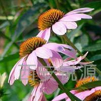 Echinacea Extract Powder