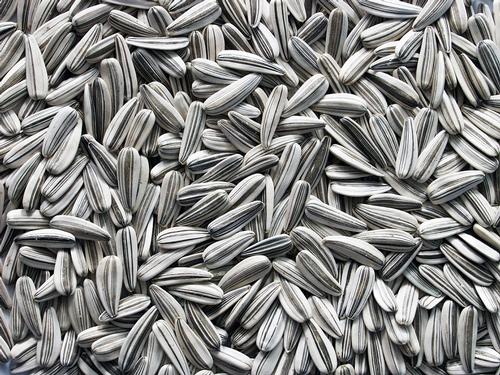 Sunflower seeds
