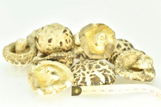 Dried Mushroom White Flower, Mushroom Shiitake Mushroom