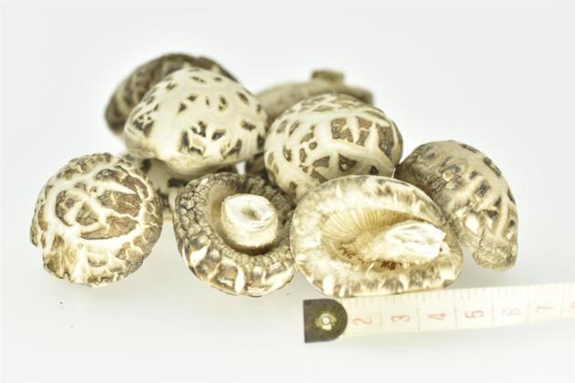 High Quality White Flower Mushroom, Dried Mushroom Shiitake