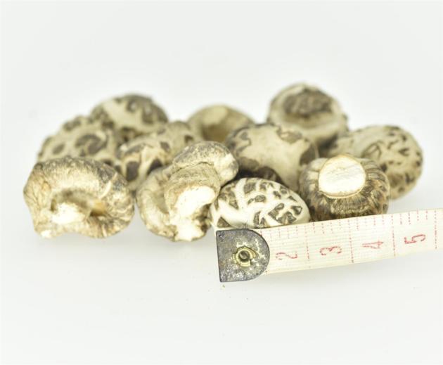 Hot Sale Dried Mushroom, White Flower Mushroom, Shiitake Mushroom