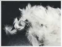 washed white duck feather4-6cm