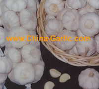Chinese White Garlic