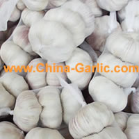 Chinese Normal Garlic