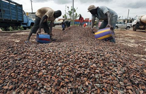  High Grade Raw Dried fermented Cocoa Beans For Sale 