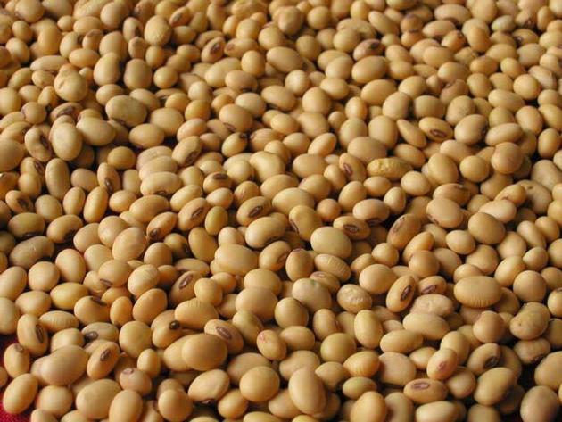  Soybean/Soya Bean, Soybean Seeds, Soya Bean Seeds for sale 