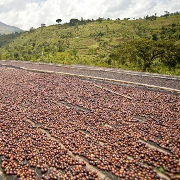  Arabica and Robusta Coffee Beans 