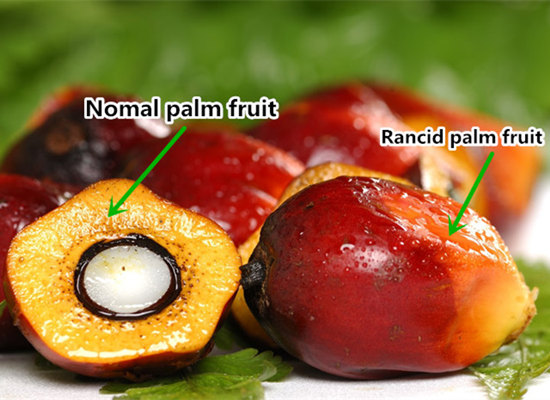 Mini Palm Oil Presser For Extracting