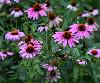 Echinacea Extract