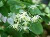 Epimedium Extract