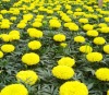 Lutein
