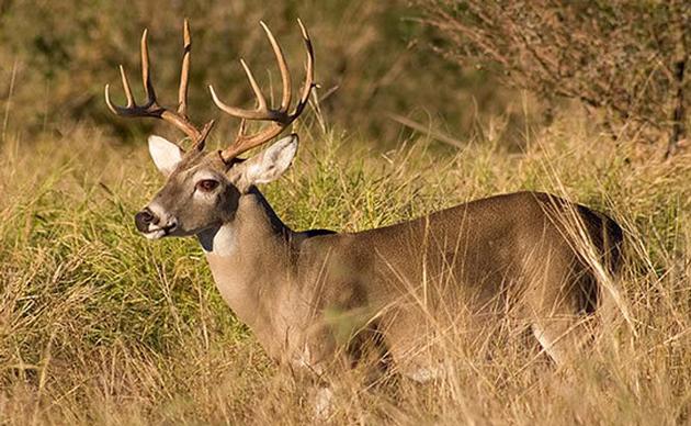 Hunting / Surveillance Blind