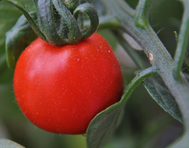 Tomato cocktail mix