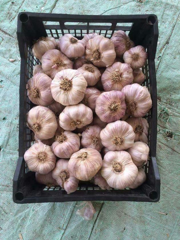 Garlic