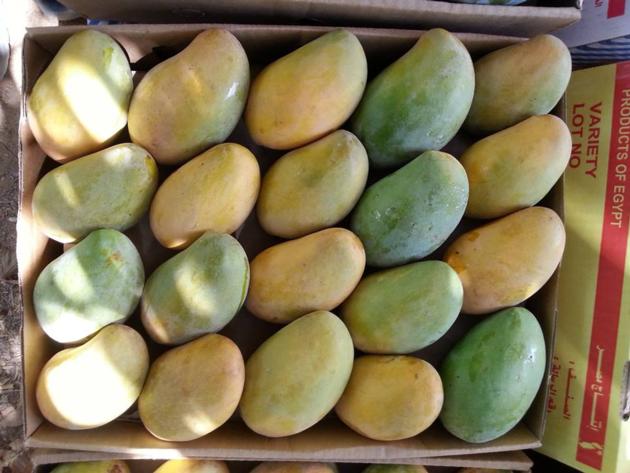 Fresh Mango 