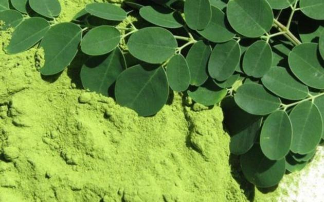 Moringa Powder
