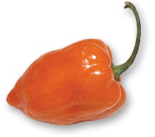 chilli01