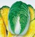 Chinese cabbage