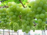 grape01