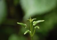 Water-soluble Resveratrol