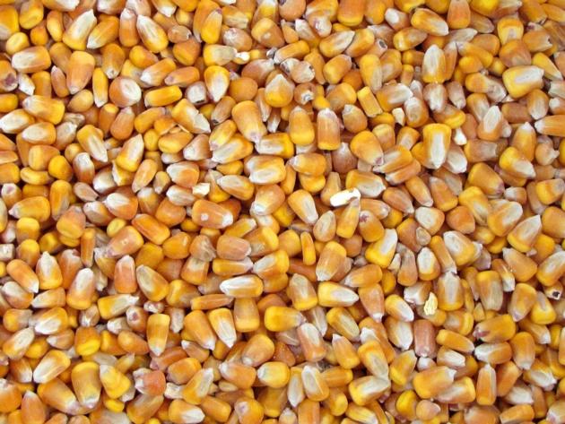Yellow Corn/Yellow Maize/Yellow Corn for Poultry Farm