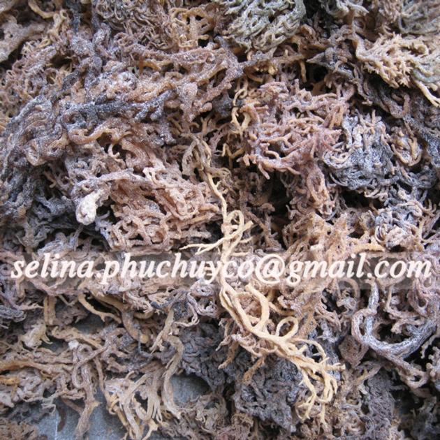 Dried raw eucheuma cottonii seaweed for carrageenan extraction