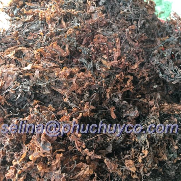 Dried whole sargassum seaweed