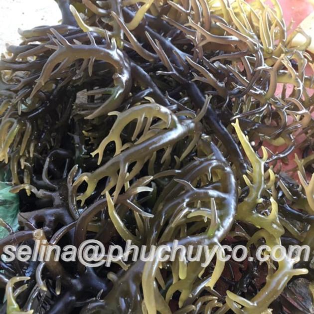 Dried Raw Eucheuma Cottonii Seaweed For