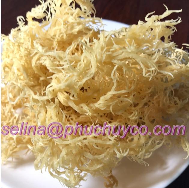 High grade dried irish sea moss
