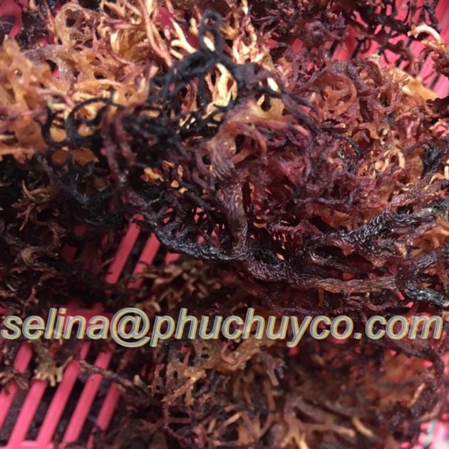 High Grade Dried Irish Sea Moss