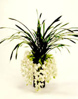 Cymbidium Orchid