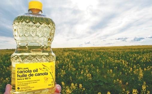 Canola Oil