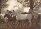 Animal oil paintings